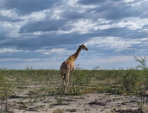 Etosha nationalpark – dags för safari